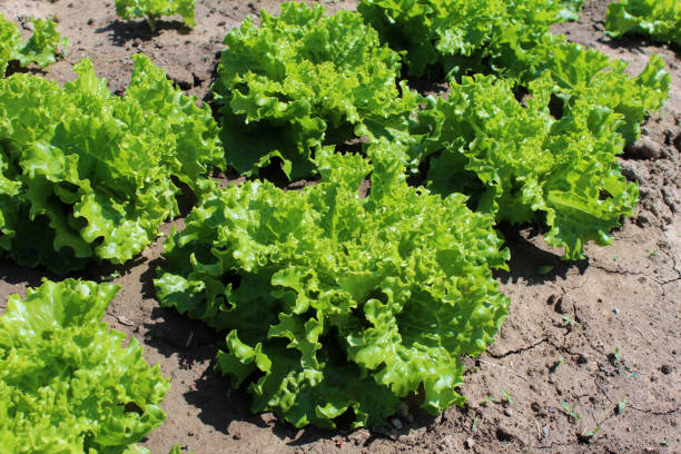 istock Green leaf lettuce grown in a vegetable garden 2190660690