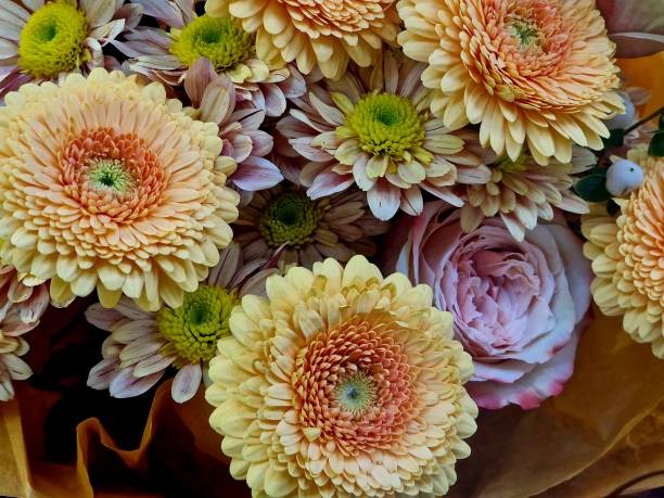istock chrysanthemum flower bloomed on window in room 2190661160