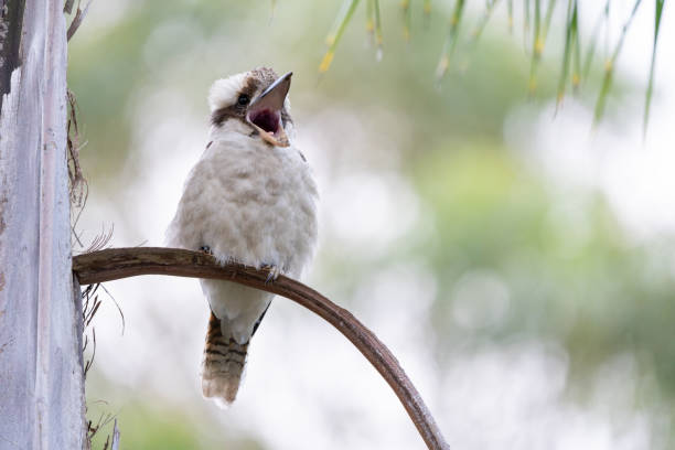 An Australian laughing kookaburra (Dacelo novaeguineae) perched on a branch, surrounded by a backdrop of vibrant green blurred forest foliage