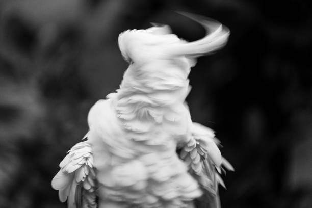 istock A sulphur-crested cockatoo (Cacatua galerita) shakes vigorously while perched on a branch with lush green foliage in the background 2190662183