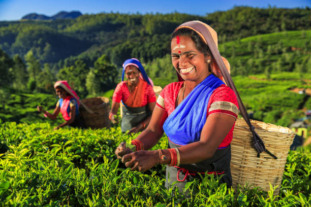 istock Tamil women plucking tea leaves on plantation, Ceylon 2190663176