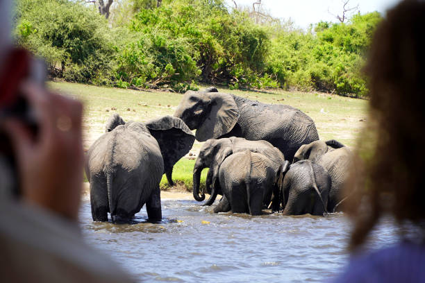 istock African elephants in a national park 2190664906