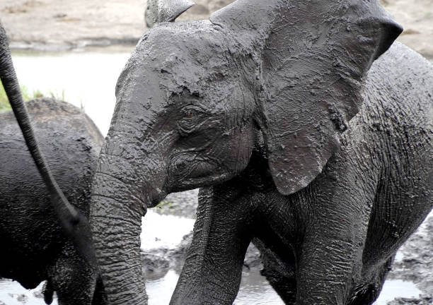 African elephants in Chobe national park, Botswana