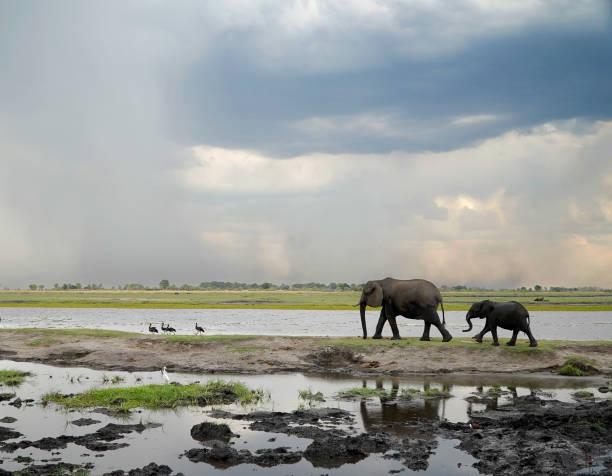 istock African elephants in a national park 2190665356