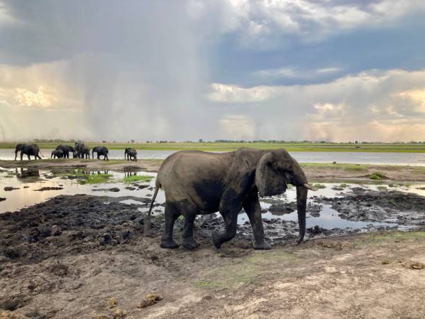 istock African elephants in a national park 2190665376