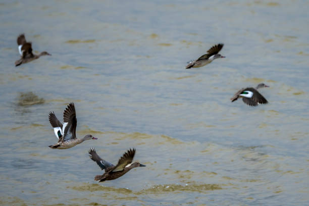istock Red-billed teal or red-billed duck (Anas erythrorhyncha) flock taking flight. Agulhas (L'Agulhas), Overberg, Western Cape. South Africa 2190665606