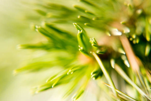 Magnified pine needles, abstraction, plants.