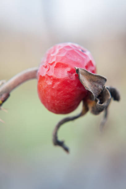 Red rosehips, beneficial for human health.