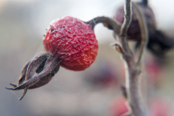 Red rosehips, beneficial for human health.