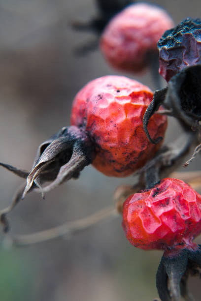 Red rosehips, beneficial for human health.