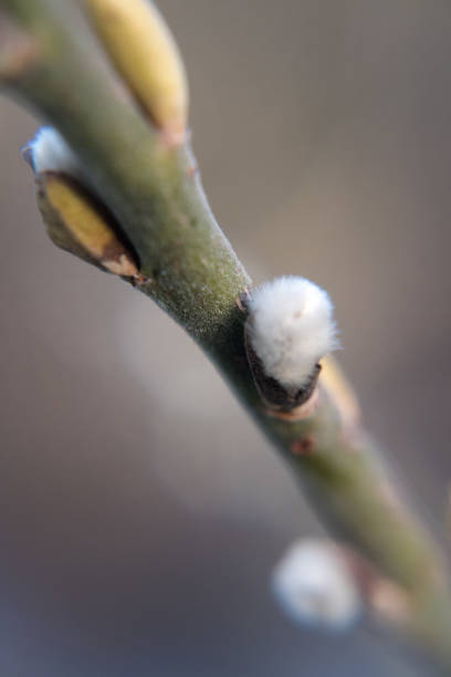 Pussy willow catkins, silver hairy flowers on branches over dark background. Easter concept.