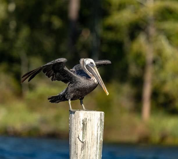 istock Pelican landing Part 4 2190665823