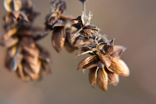 Dry hop cones, sowing seeds, autumn.