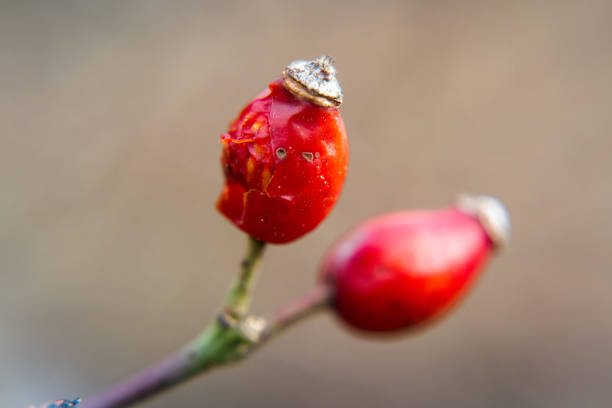 Red bush fruits in winter.