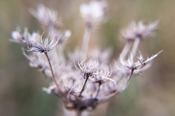 Winter, dry plants in the meadow, sowing seeds.