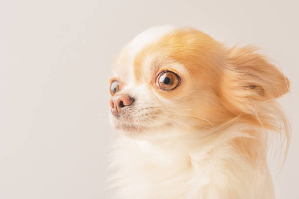 istock Chihuahua on a light background. Pet, dog. 2190668327