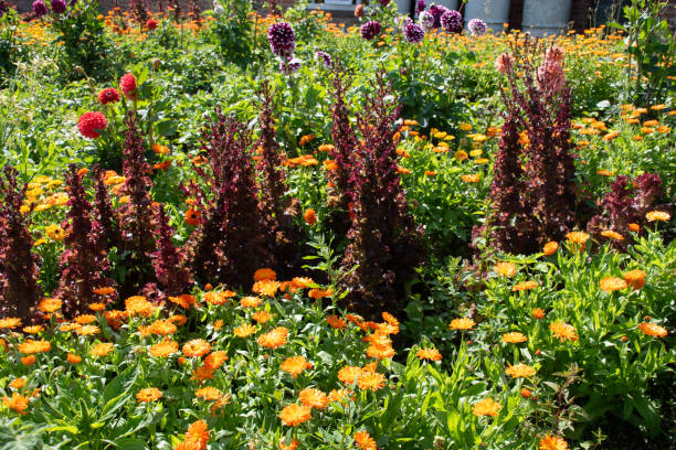 istock An English country garden. 2190671746
