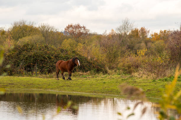 istock Lone Horse in a field 2190671789