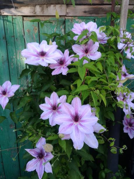 istock lush flowering of colorful varietal clematis 2190672117
