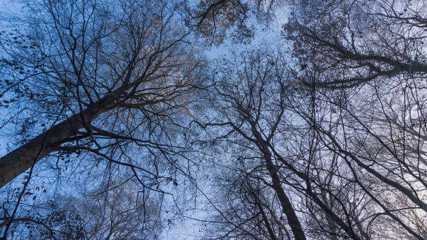 istock tree crowns in forest near Luebz 2190672366