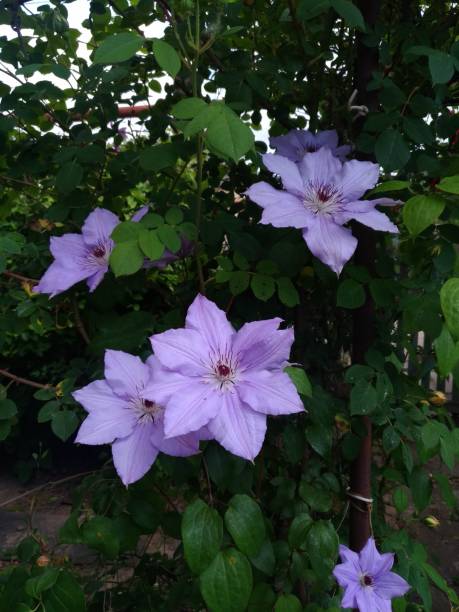 istock lush flowering of colorful varietal clematis 2190672487