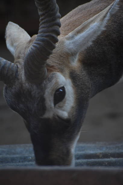 The blackbuck, also known as the Indian antelope, is a medium-sized antelope native to India and Nepal. It inhabits grassy plains and lightly forested areas with perennial water sources. It stands up