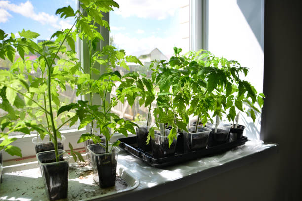 istock a window with a group of tomato seedlings on the window sill 2190672817
