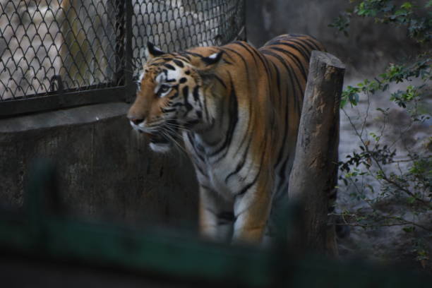 istock Indian Tiger is relaxing on her habitate 2190672987