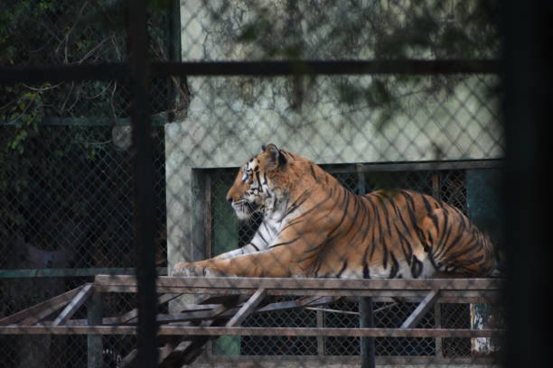 istock Indian Tiger is relaxing on her habitate 2190673091