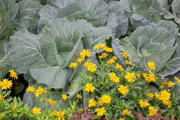 istock Thai agricultural produce to be exhibited at the fair 2190673373