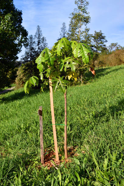 istock Young specimen of flame tree (Brachychiton acerifolius) grown in a park 2190673739