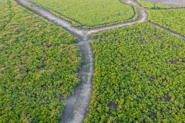 istock Aerial view of mangroves on the beach 2190674741