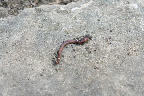 istock A dead earthworm on the concrete floor 2190674972