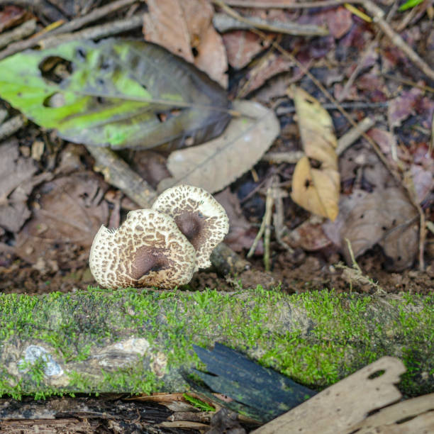 istock Wild mushroom species growing on trees in the Amazon rainforest 2190675562