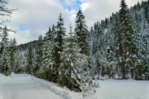 Beauty in Nature Winter Wonderlands