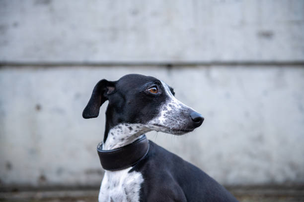 Greyhound Standing On Field In Park