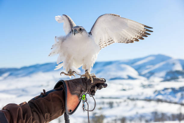 Close-up photograph of a magnificent bald eagle showcasing its beautiful plumage and impressive talons.