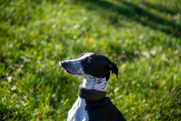 Greyhounds racing: 4 of 7. (High iso/high speed shot). You may also be interested in: