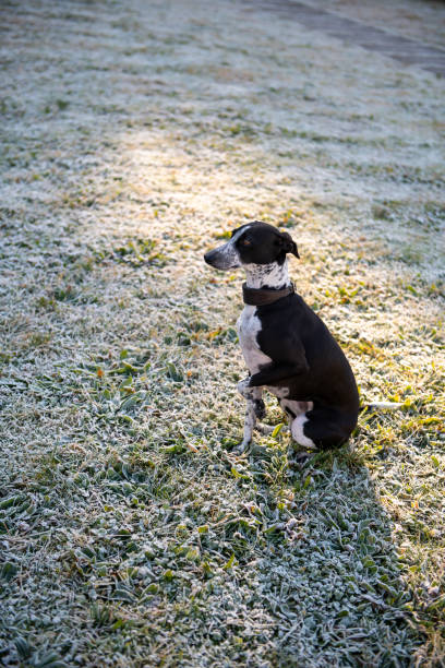 Greyhound dog outdoors in the morning