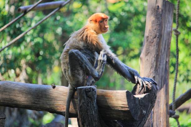 istock Proboscis Monkey Relaxing on a Wooden Log in Tropical Forest Habitat 2190681217