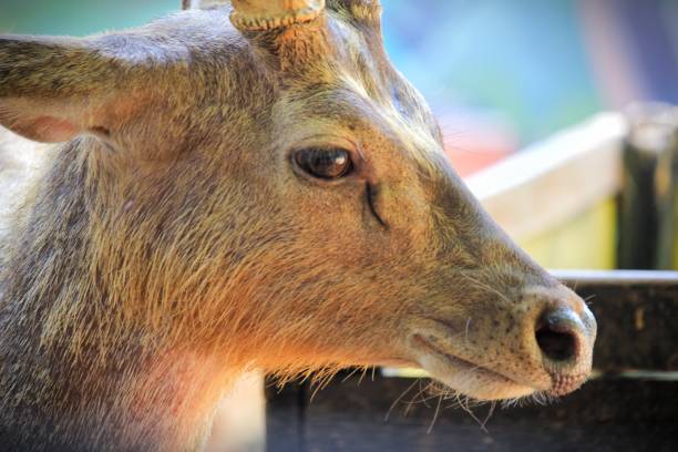 istock a deer with antlers in a zoo enclosure, radiating tranquility 2190681262