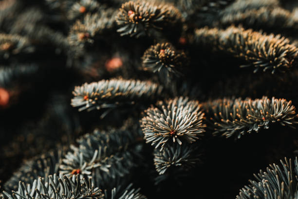 Christmas tree branch texture. Blue Danish fir tree branches. Selective focus. Shallow depth of field.