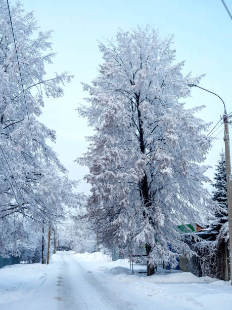 istock winter landscape with a tree covered with snow and frost 2190684669