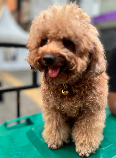 istock cute and fluffy healthy brown poodle dog pictured outdoors with a loving and joyful expression 2190684748