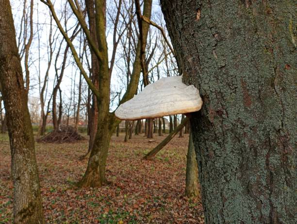 A large white parasitic mushroom grew on a tree trunk. Poisonous tree mushrooms on a tree trunk in the park in autumn.