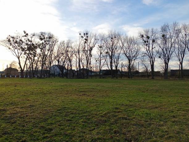 istock Landscape with a row of trees on whose branches the parasitic plant mistletoe grows abundantly. A park behind which are buildings with mistletoe-infested dramas. 2190685225