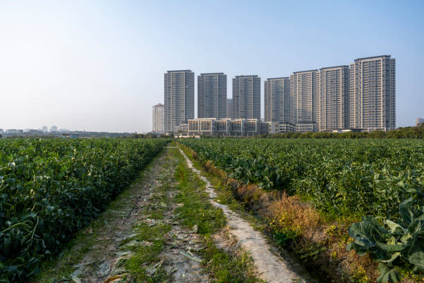 istock Green Bean Farmland 2190686282