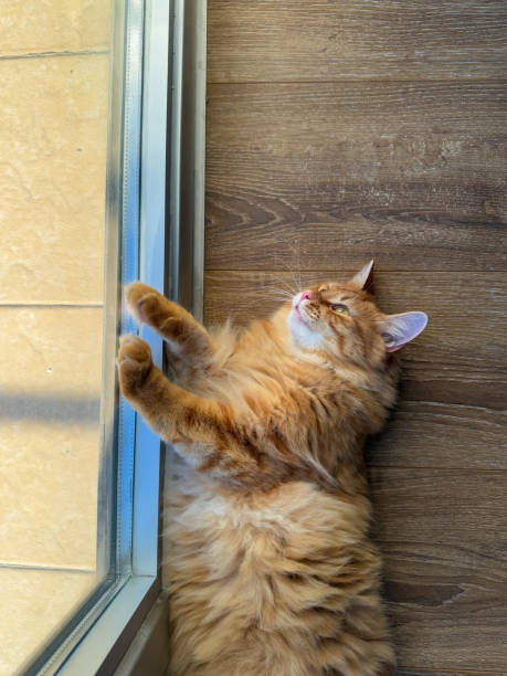 istock A fluffy ginger cat lies on its back by a window, enjoying the soft winter daylight streaming in, creating a peaceful and cozy moment indoors 2190686589