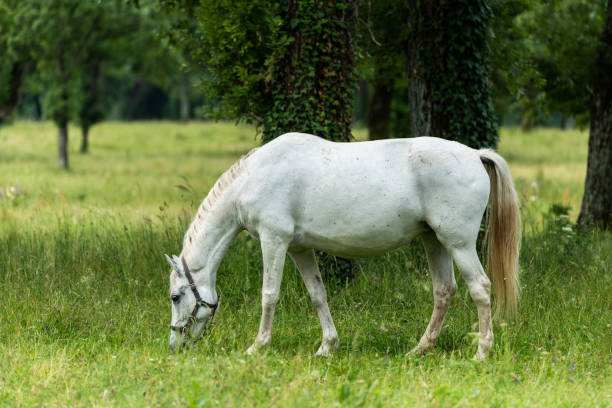 istock Lipizzan White Horses Grazing Peacefully at Lipica Stud Farm, Slovenia 2190688113