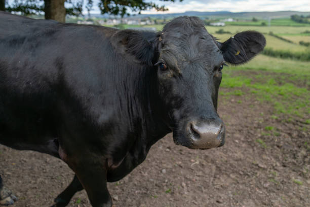 istock Curious Aberdeen angus black beef bullock or steer looking at camera close-up 2190688702